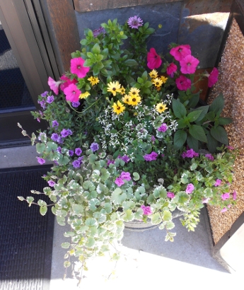 Plants and Animals
